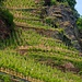 Nicht nur der Calmont had steile Weinberge
