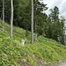 Nach wenigen Metern auf der Forststrasse auf 1 300 hm, kann man einen Steinmann ausmachen welcher den Einsteig maerkiert