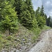 Der Einstieg auf 1400 oberhalb des Tammerwalds