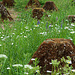 Runde 10 (Wald, Wald, Wald)