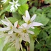 Blumen hatte es reichlich