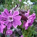 Blumen am Wegesrand. 