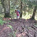 Wurzelweg nach Ober Bogmen