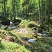 Der Wengibach. Während Deutschland angeblich von einer Dürre betroffen ist, kam es uns hier noch nie so feucht und nass vor wie heute