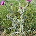 Distel