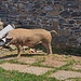 Wildschwein / verwildertes Hausschwein am Ausgangsort