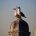 TAG 1 (15.5.) - İstanbul:<br /><br />Mittelmeermöwen (Larus michahellis) am Haliç.