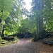 Kurz vor Aeschi (b. Spiez)<br /><br />