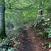 Aufstieg im Wald.<br /><br />