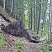 entwurzelter Baum