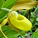 Mit grossem Glück habe ich diese Schönheit entdekt die hinter einem grossen Blatt versteckt war