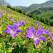 Alpenfrühling.