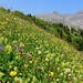 Alpenfrühling.