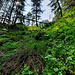 Remontée d'une petite combe avant d'arriver au "Plateau de la Balme".
