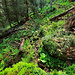 La trace de l'ancien sentier est encore un peu visible.