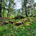 Maigre ruine vers 1650m.
