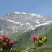 Alpenrosen vor dem Piz Dolf.