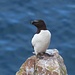 Tordalk am Troup Head
