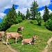 "Kuh-Idylle" etwas vor der Hundwiler Höhi