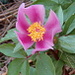 Peonia