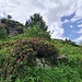 <b>I rododendri di Sogn Gions.</b>
