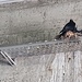 <b>All’ingresso della galleria ho la sorpresa di vedere un nido di Gracchio alpino (Pyrrocorax graculus), contenente due o tre pulcini. I due adulti sostano in prossimità del nido e imboccano i piccoli.</b>
