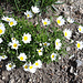 ...und leuchtendes Weiss