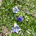 Enzian Blau Weiss