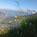 Vergissmeinnicht vor der Hornbachkette