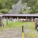 Hinter der Hütte Viehbetrieb 