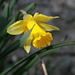 Even some daffodils were blooming already (Narcissus pseudonarcissus, Osterglocke)