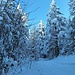 verschneite Landschaft