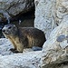 <b>Al ponte sul Brenno della Greina ho il piacere di fotografare una bella marmotta, che si mette in posa, per nulla impaurita.</b>