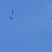 <b>All’improvviso appaiono sopra la mia testa le sagome di sette Grifoni (Gyps fulvus), che volteggiano compiendo ampi giri. La loro apertura alare, che raggiunge 2,8 m, è impressionante. <br /><img src="http://f.hikr.org/files/3966918k.jpg" /><br />Grifone (Gyps fulvus).</b>