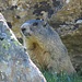 marmotta