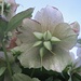 Batterie dieser spannenden Pflanzen/Blumen
