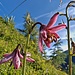 Lilium martagon L. (2000 m)