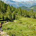 Lärchen im Val Piomogna. 