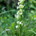 Weisse Hoswurz (Miniature Orchidee) - Zurzeit auch von Felix gesichtet.