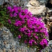 Cuscinetto di Saxifraga oppositifolia L. subsp. oppositifolia