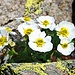 Gruppo di Ranunculus glacialis in piena fioritura sulle pendici del Torena (2800 m)