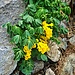 Corydalis lutea (L.) DC., endemismo alpino