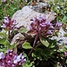 Timo che in ottima salute oltre i limiti altitudinali canonici a 2810 m. Precisamente: Thymus praecox Opiz subsp. polytrichus (A.Kern ex Borbás) Jalas