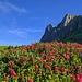 schönste Alpenrosen am Wegesrand