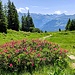 Alpenrosen beim Abstieg kurz vor dem Berghaus Palfries