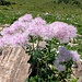 Akeleiblättrige Wiesenraute, Thalictrum aquilegiifolium