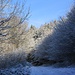 Ein Forstweg führt zuerst das Tal "Basse de la Scierie" hinauf wo wenig Zentimeter Schnee den Wald in eine schöne Winterlandschaft verwandeln.