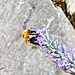 ape su lavanda 02 07 2025 gaggio di bioggio