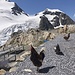 ... welche auch den aussergewönlichen, prächtigen Hühnern eine Bleibe bietet