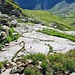 <b>Scendo sul lato sinistro della placconata.<br />In questo punto, a circa 2365 m, ho la sorpresa di vedere un merlo dal collare maschio (Turdus torquatus).<br /><img src="http://f.hikr.org/files/4110344k.jpg" /></b>